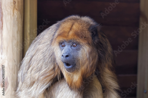 Singe hurleur noir femelle en gros plan