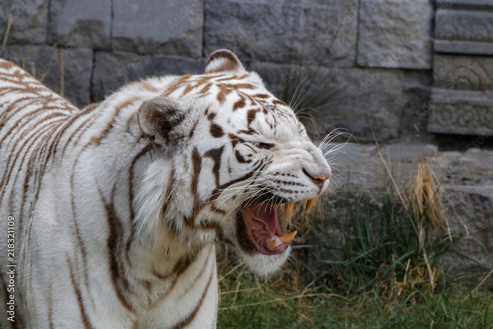 Fototapeta premium Tigre blanc rugissant