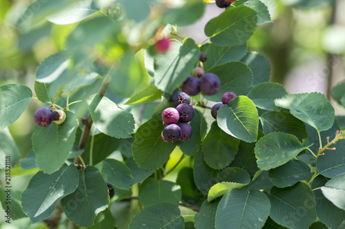 Amelanchier ovalis tasty ripening fruits berries, serviceberries on branches