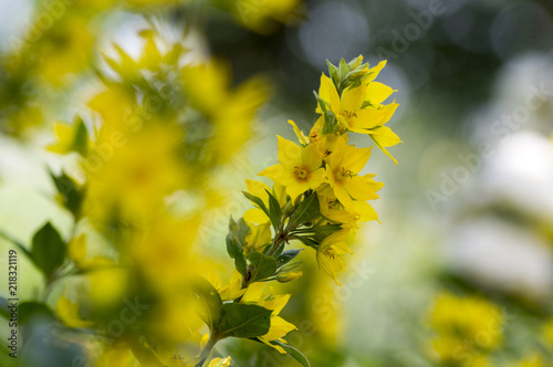 Yellow lysimachia punctata in bloom, beautiful flowering wild plant photo