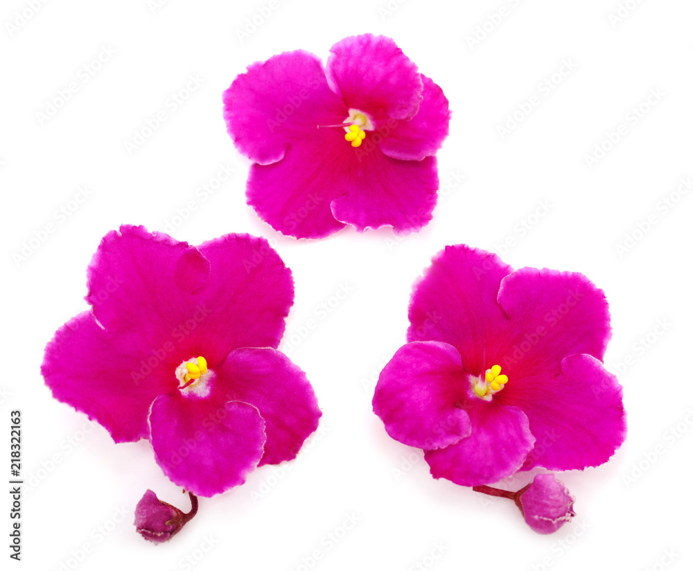 Fototapeta premium Pink violets beautiful flowers.