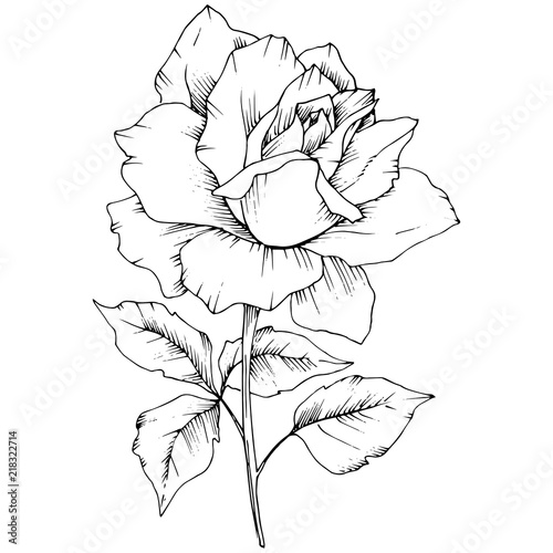 Rose flower in a vector style isolated. Full name of the plant: rose. Vector flower for background, texture, wrapper pattern, frame or border.