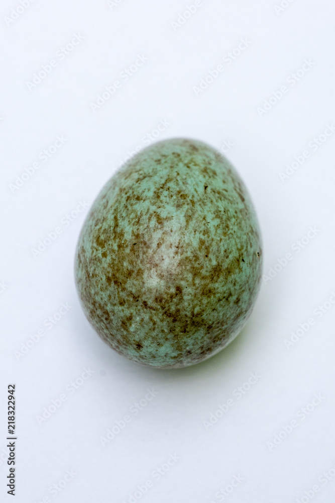 Closeup of an egg of a blackbird (Turdus merula) on white background Closeup of an egg of a blackbird (Turdus merula) on white background