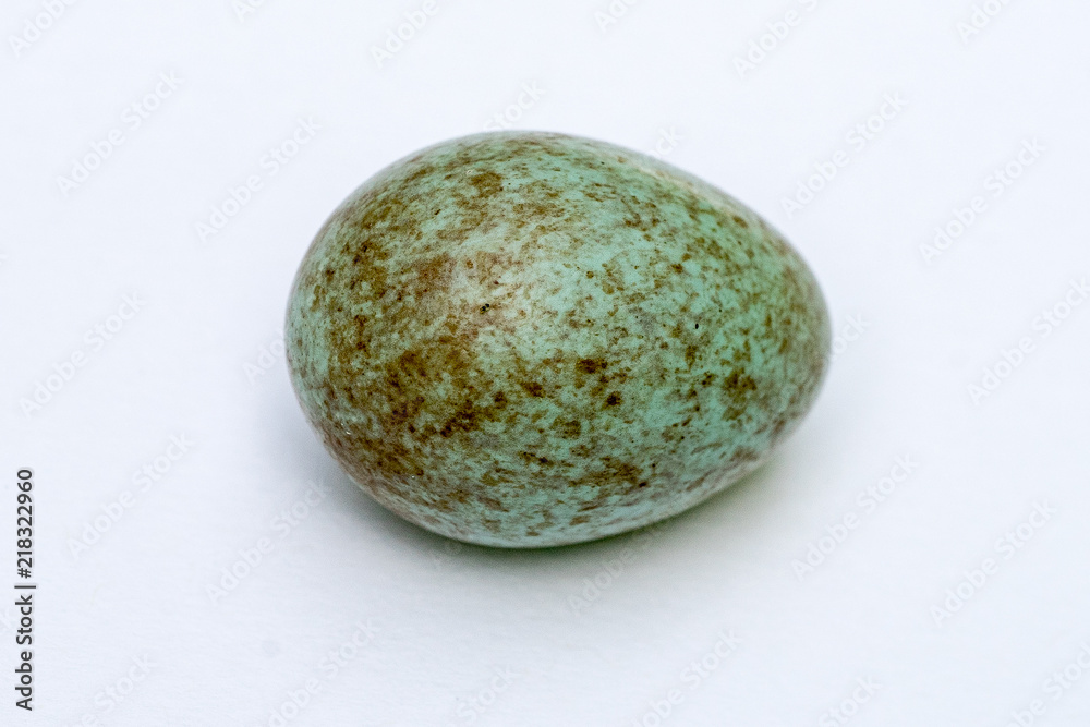 Closeup of an egg of a blackbird (Turdus merula) on white background Closeup of an egg of a blackbird (Turdus merula) on white background