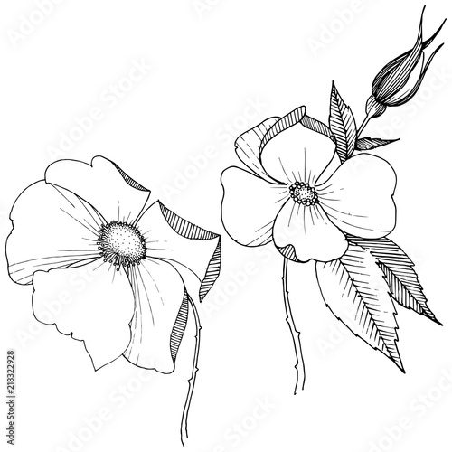Wild rose in a vector style isolated. Full name of the plant: rose. Vector flower for background, texture, wrapper pattern, frame or border.