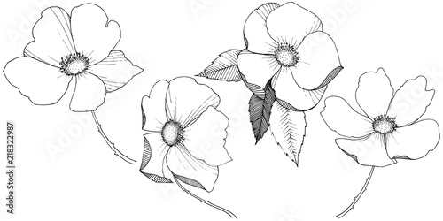 Wild rose in a vector style isolated. Full name of the plant: rose. Vector flower for background, texture, wrapper pattern, frame or border.
