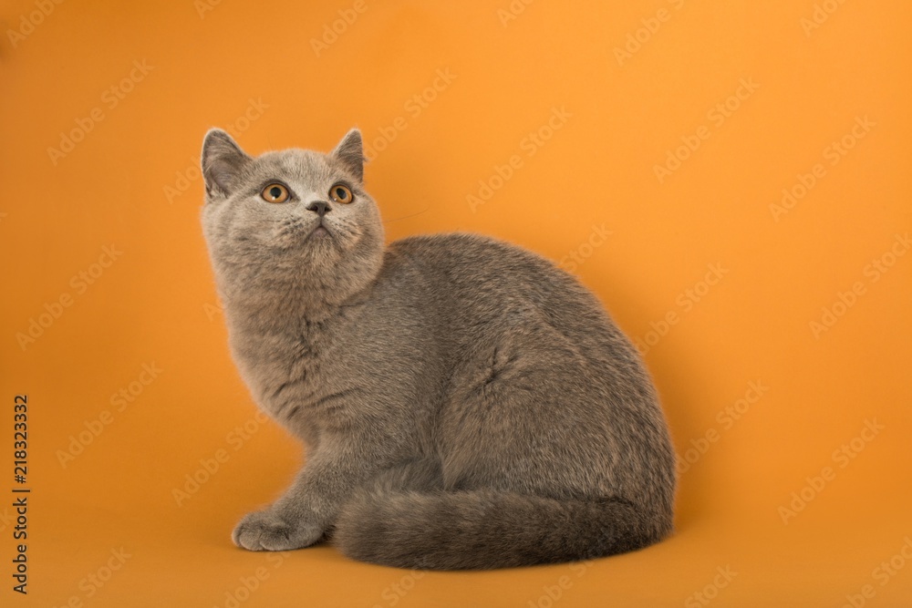 British Shorthair Cat Sitting on the Orange Background