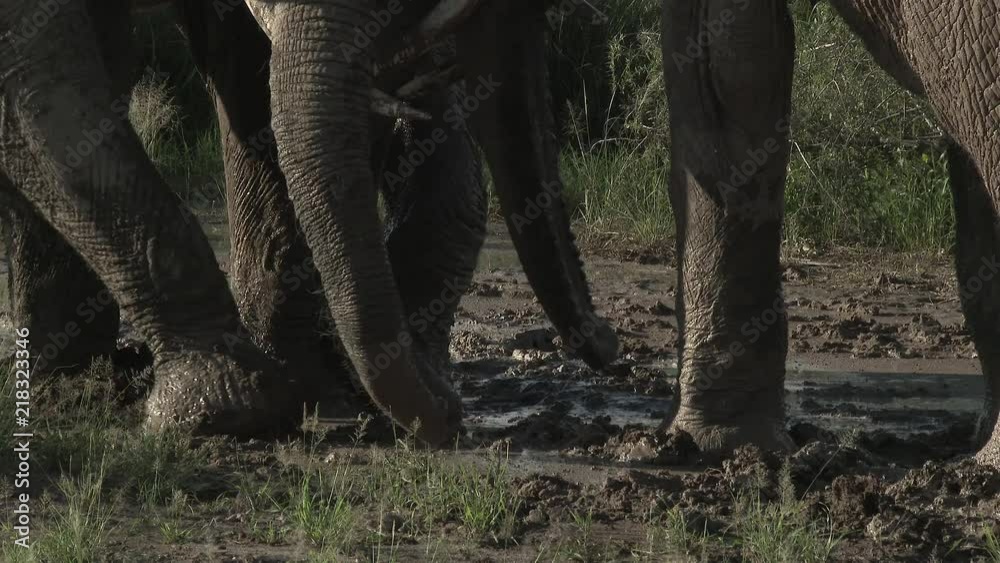 African Elephant (Loxodonta africana) family enjoying a small mud pool, Amboseli N.P., Kenya African Elephant (Loxodonta africana) family enjoying a small mud pool, Amboseli N.P., Kenya