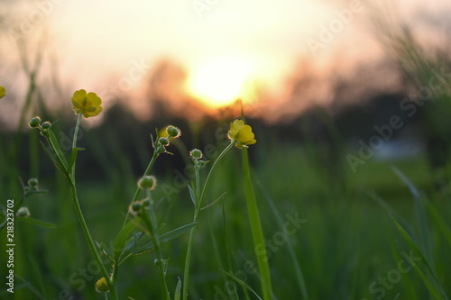 Butterblume im Sonnenuntergang photo