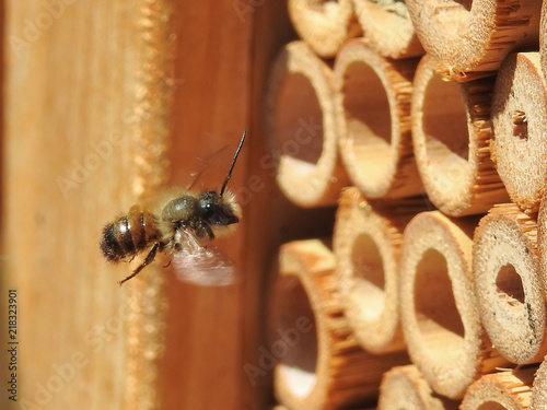 Wild mason bee (prob. Osmia bicornis) flying towards insect hotel