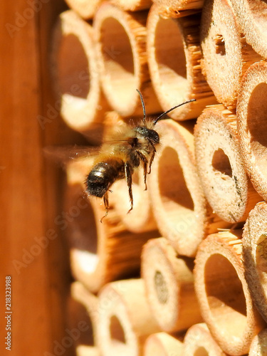 Wild mason bee (prob. Osmia bicornis) flying towards insect hotel © irottlaender