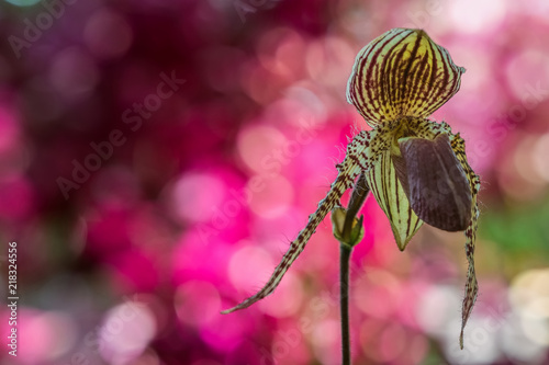 Lady slipper wild orchid with colorful background
