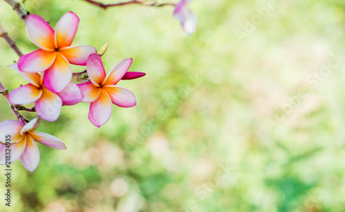 Pink plumeria on the plumeria tree