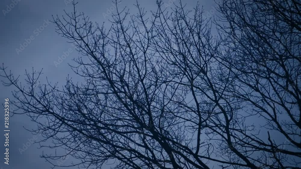 Crest moon moves through the clouds behind a bare silhouette tree. Crest moon moves through the clouds behind a bare silhouette tree.