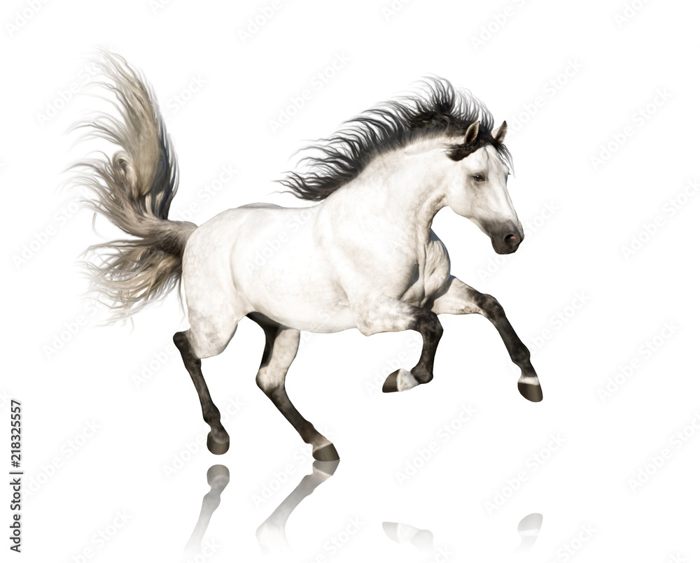 Fototapeta premium Biały koń andaluzyjski z czarnymi nogami i grzywa galopujący na białym tle