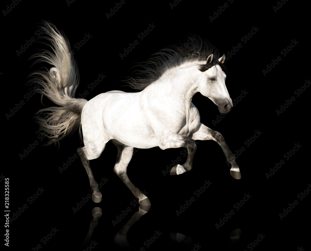 White Andalusian horse with black legs and mane galloping isolated on black background White Andalusian horse with black legs and mane galloping isolated on black background