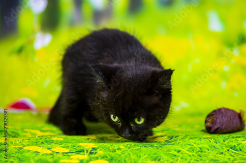 Kittens Scottish black and blue photo