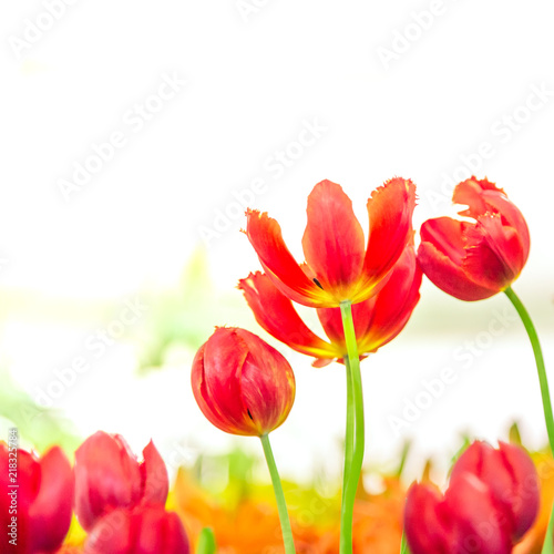Fototapeta Naklejka Na Ścianę i Meble -  Beautiful bouquet of tulips in the garden ,nature background.