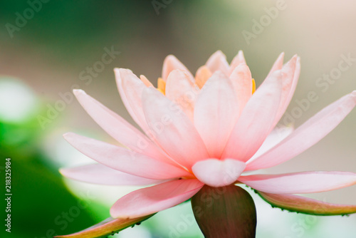 A beautiful lotus flower is complimented by the rich colors of the deep blue water surface.Nature Background.