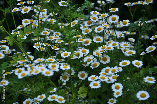 On the flower grows Pyrethrum cinerariifolium photo