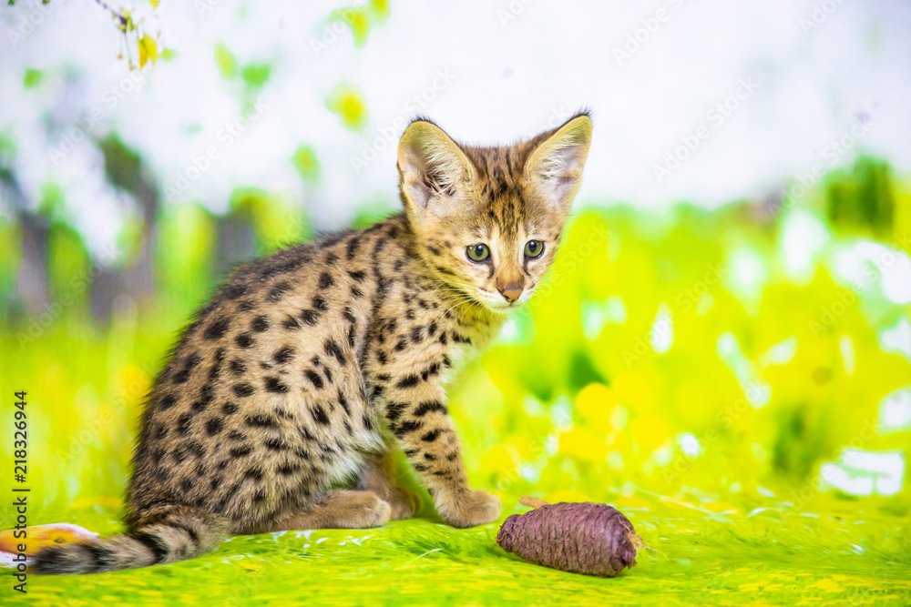 Naklejka premium Spotted Savannah Kitten F1