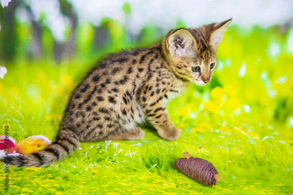 Naklejka premium Spotted Savannah Kitten F1