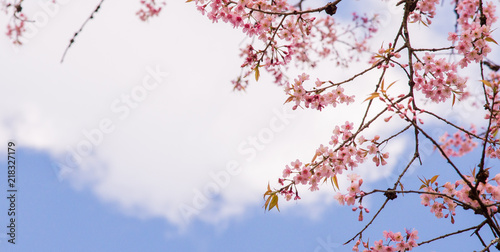 Cherry blossom on tree in sping season