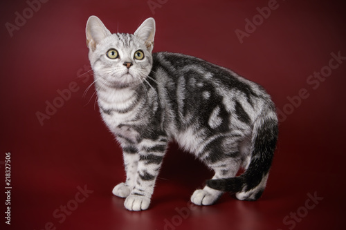 American shorthair cat on colored backgrounds © Aleksand Volchanskiy