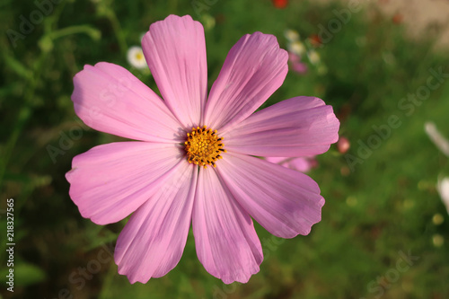 Pink flowers cosmos