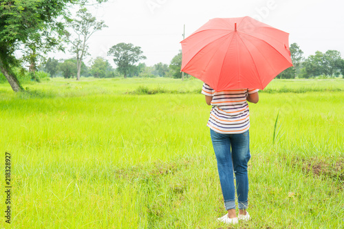 Woman with blue umbrella And green rice fields.
