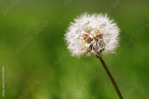 Dandelion flower  blurry green grass background