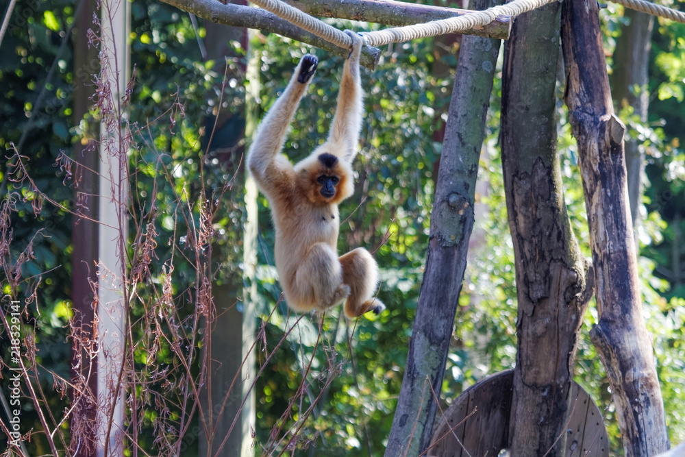 Naklejka premium Acrobatie d'un gibbon à joues jaunes