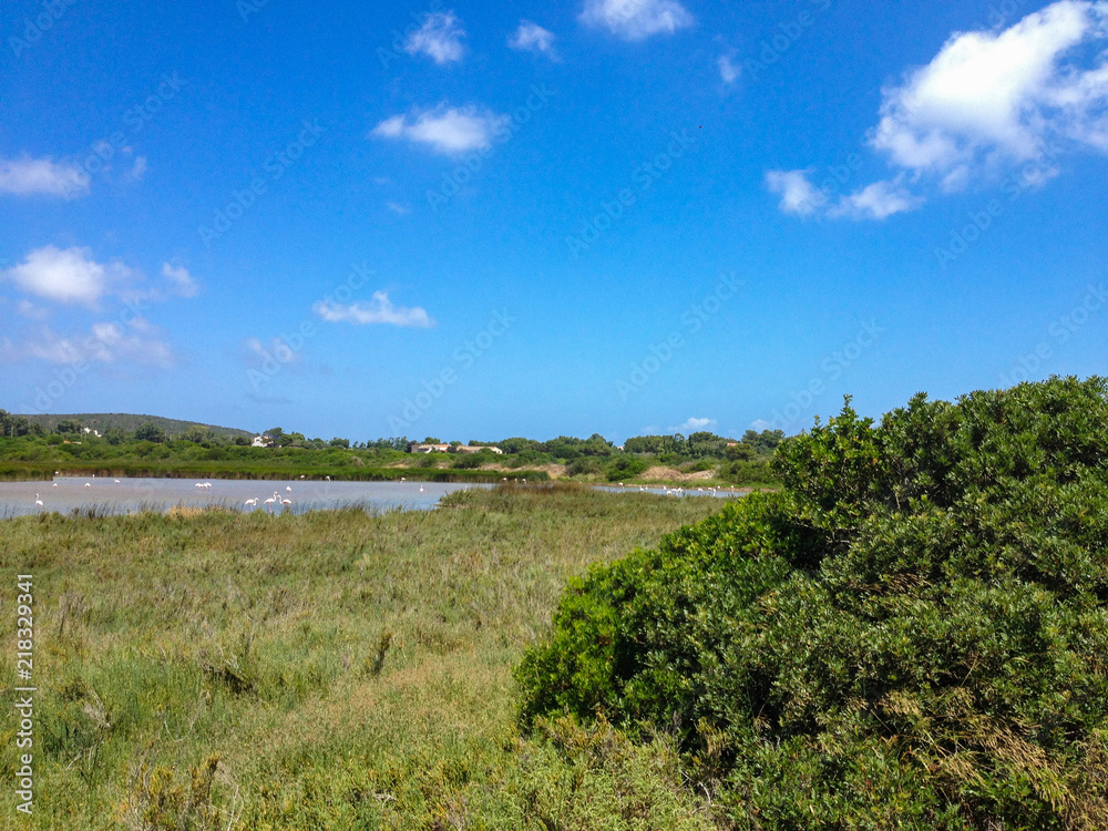 Obraz premium Brackish water pond with some flamingos in Sardinia, Italy.
