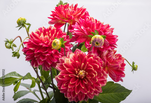 Fototapeta Naklejka Na Ścianę i Meble -  Red dahlia flower isolated on white background