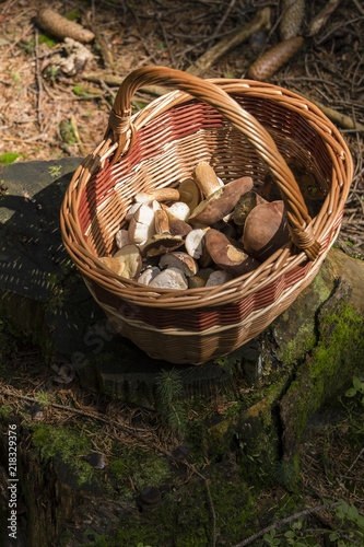 Edible mushrooms in a basket on a stump in a forest.