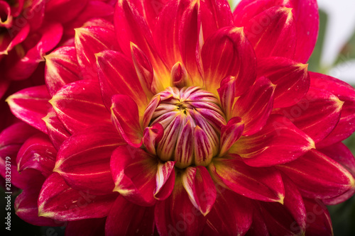Fototapeta Naklejka Na Ścianę i Meble -  Red dahlia flower isolated on white background
