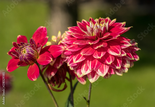Fototapeta Naklejka Na Ścianę i Meble -  Close-up of blooming red Dahlia flower in  garden