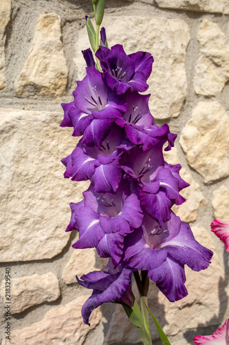 Fototapeta Naklejka Na Ścianę i Meble -  Head of  gladiolus flower against the background of a limestone wall