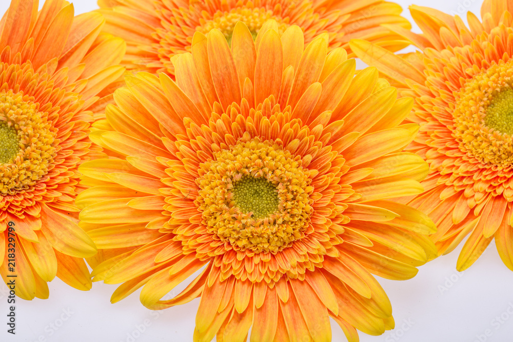 Subtle orange gerbera flowers on white background Subtle orange gerbera flowers on white background