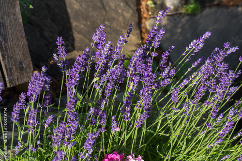 Fototapeta Naklejka Na Ścianę i Meble -  Garden with the flourishing lavender