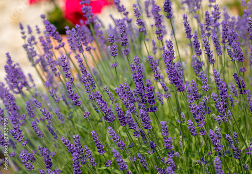 Fototapeta Naklejka Na Ścianę i Meble -   the blooming lavender flowers in Provence, near Sault, France