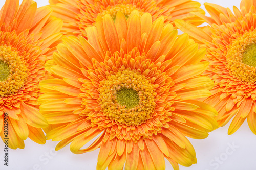 Subtle orange gerbera flowers on white background