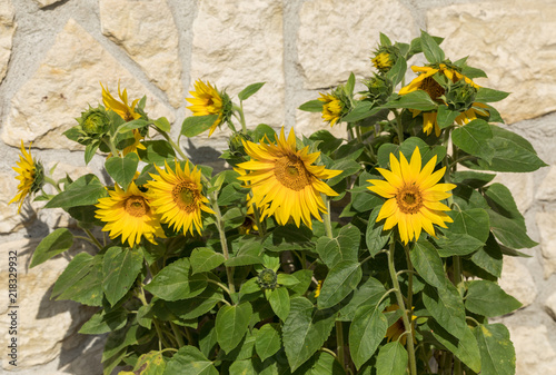 Fototapeta Naklejka Na Ścianę i Meble -  Blooming sunflowers against the background of a limestone wall