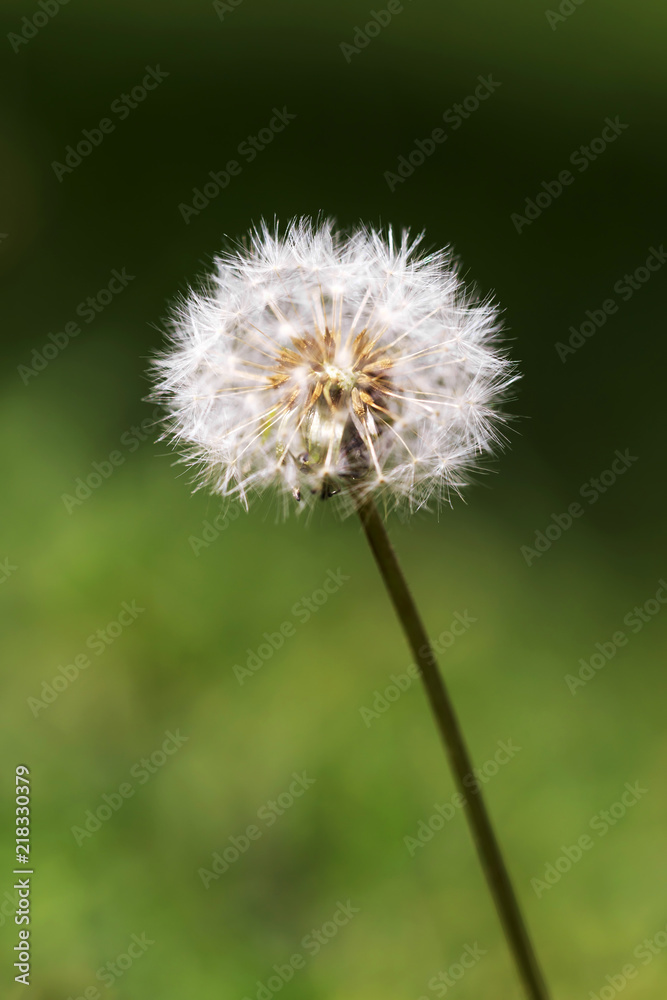 Dandelion flower, blurry green grass background Dandelion flower, blurry green grass background