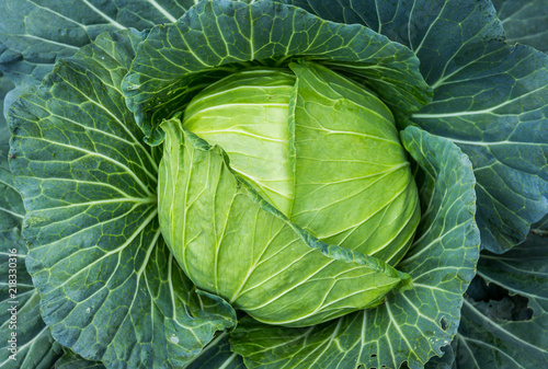 Fotografia cabbage in the garden