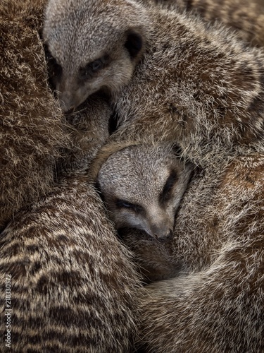 The face of a meerkat peering through a pile of other meerkats