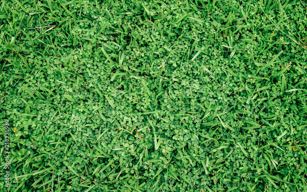 Natural green grass background Natural green grass background