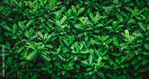 green leaf background with vintage filter 