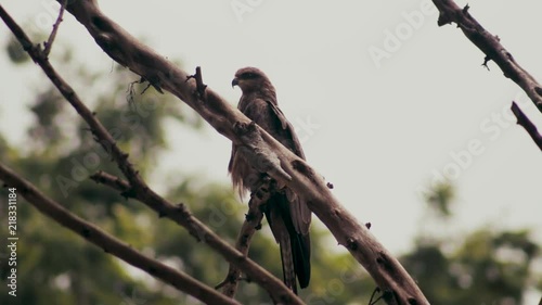 An Eagle flying away in slow motion. photo