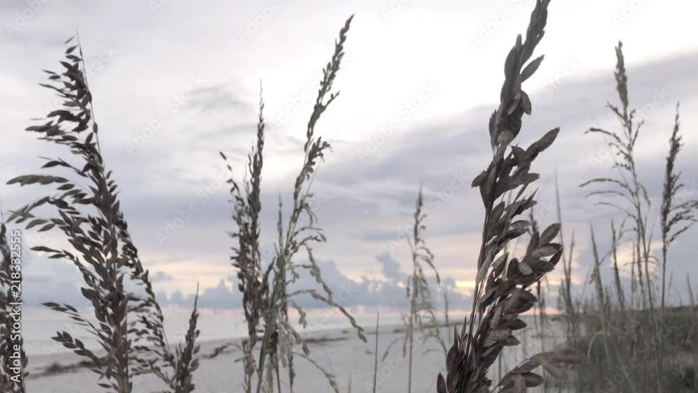 Wheatgrass blowing in wind in front of sunset on beach Wheatgrass blowing in wind in front of sunset on beach